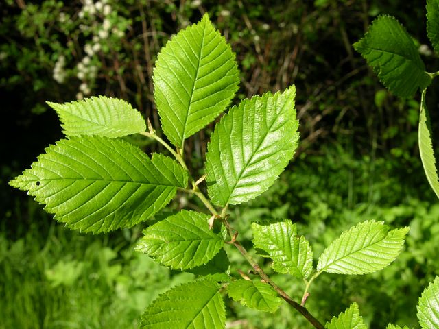 field elm